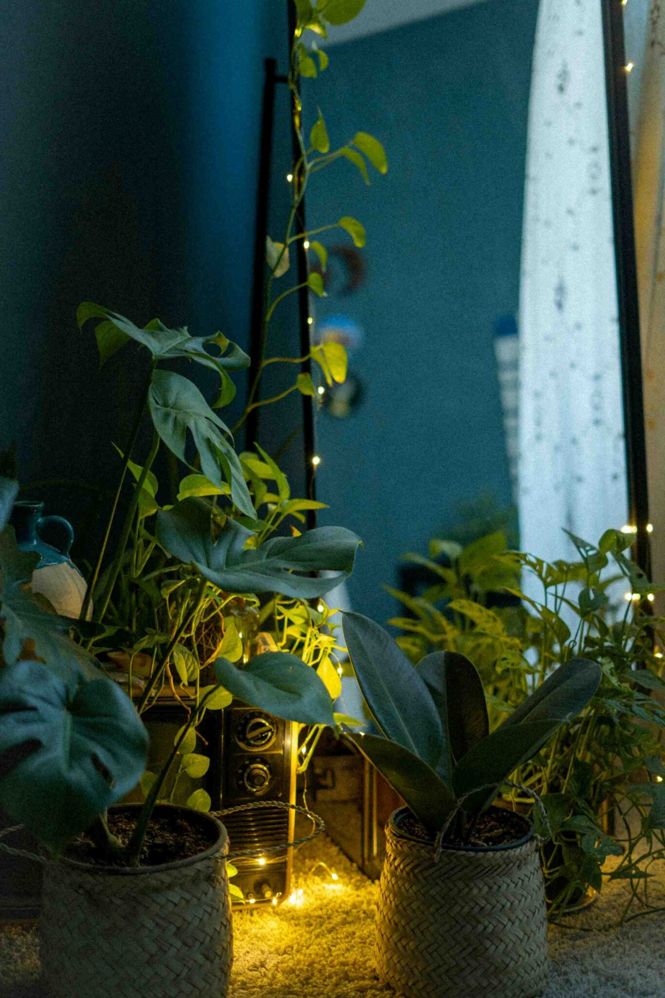 Plants can adaptation for low light.