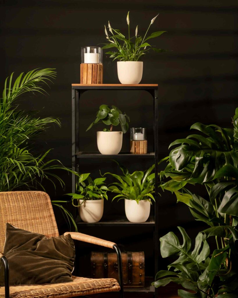 Artificial Light to use for some indoor plants growing.