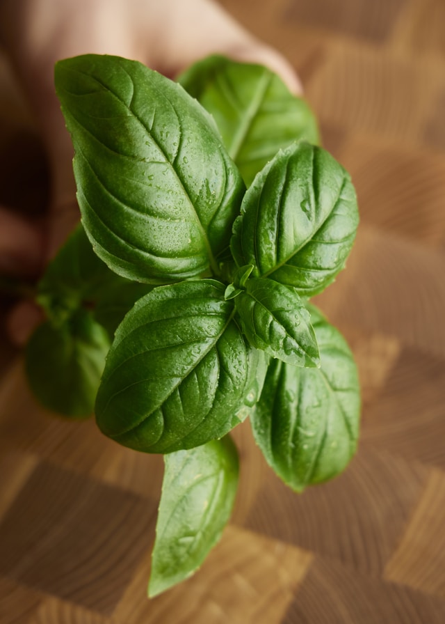 Basil Plants best for new recipe.