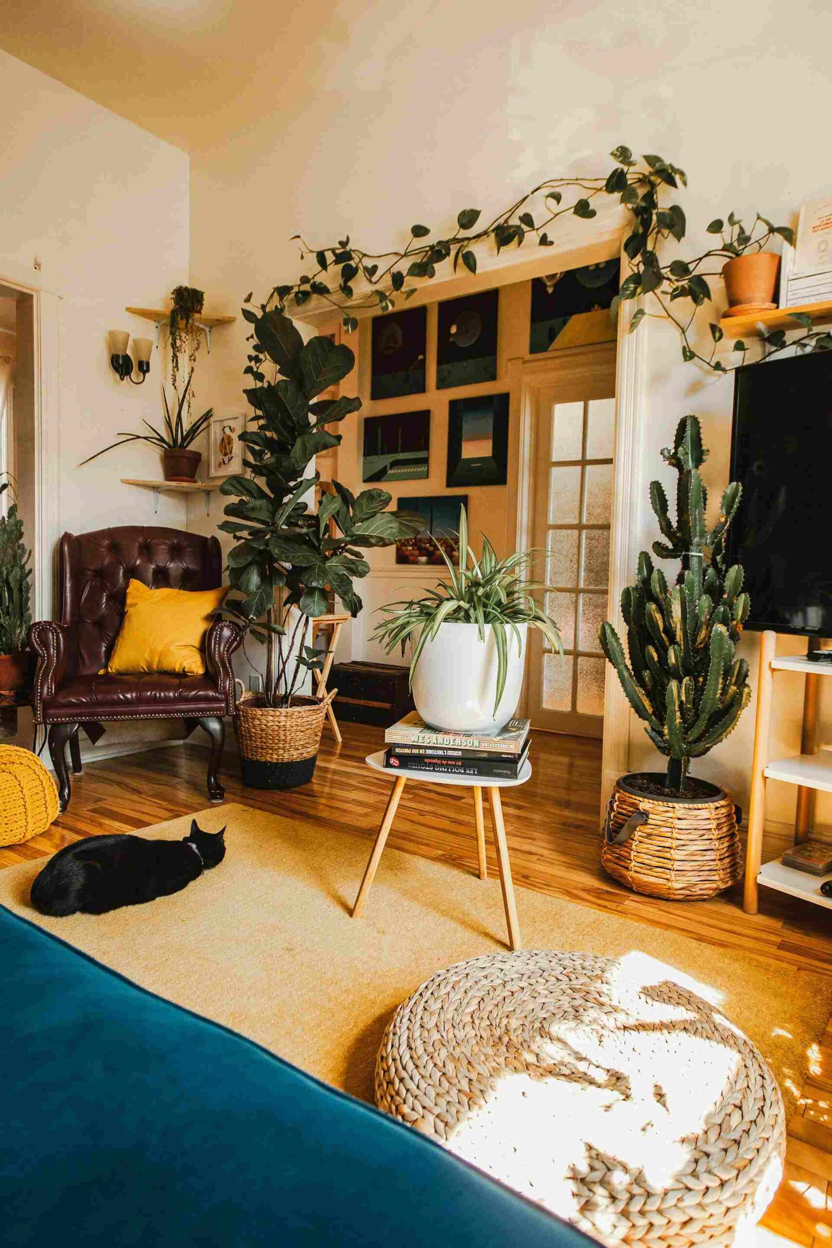 Some indoor plants clean your indoor air.