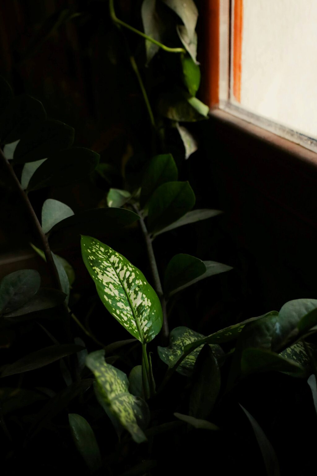 Your Windows are the best way to access natural light.