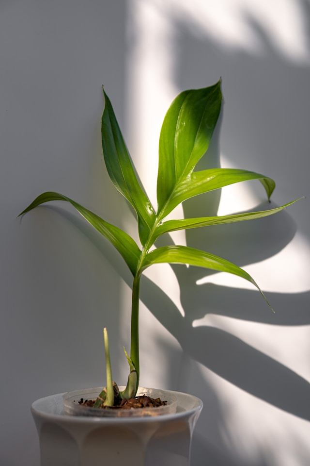 Cast iron plants need low maintenance.