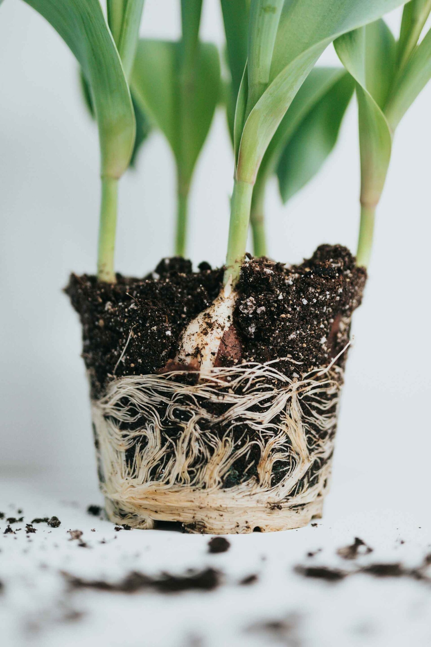 Root rot is a common problem for your plants.