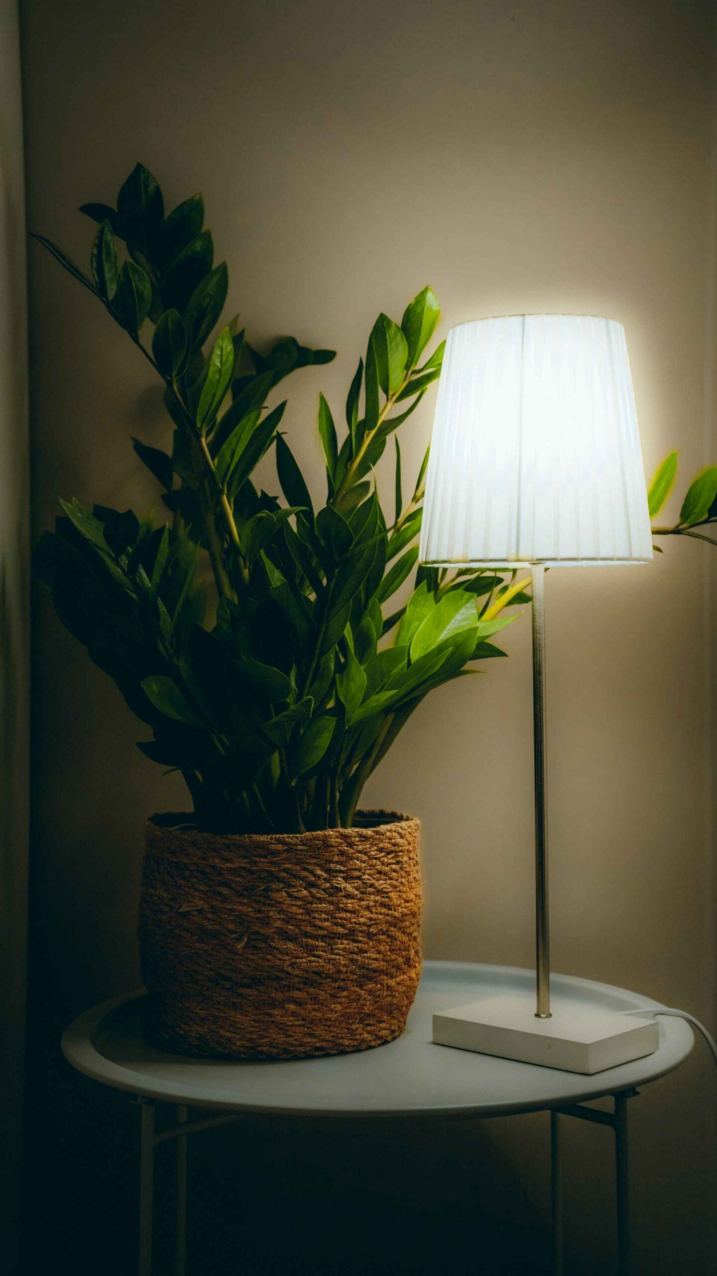 Some Indoor plants can survive sunlight free.