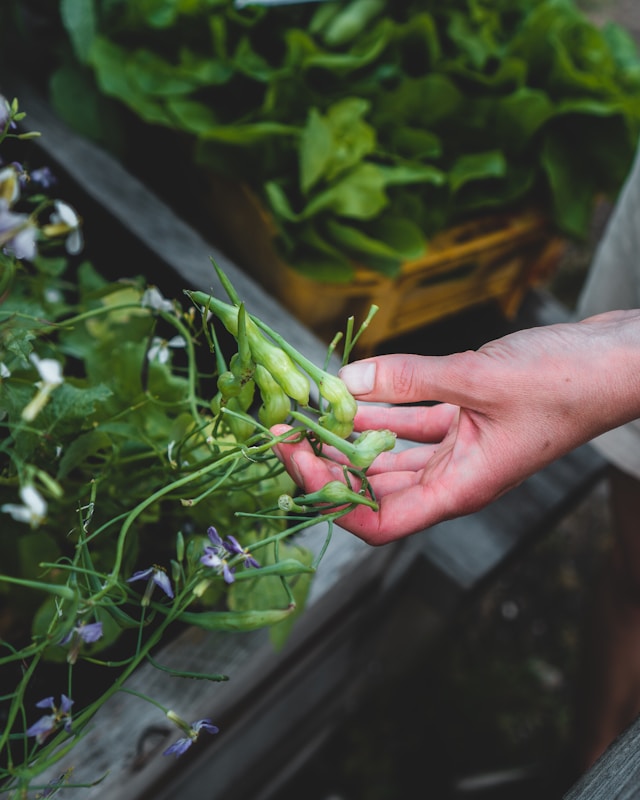 There are lot of benefits to having plants on Kitchen.