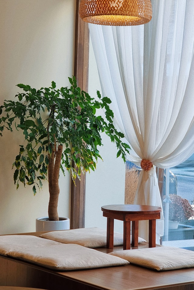 Indoor plants for air purify need perfect setup.