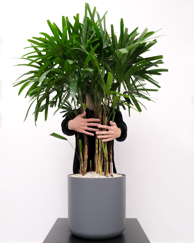 Lady Palm clean air pollution.