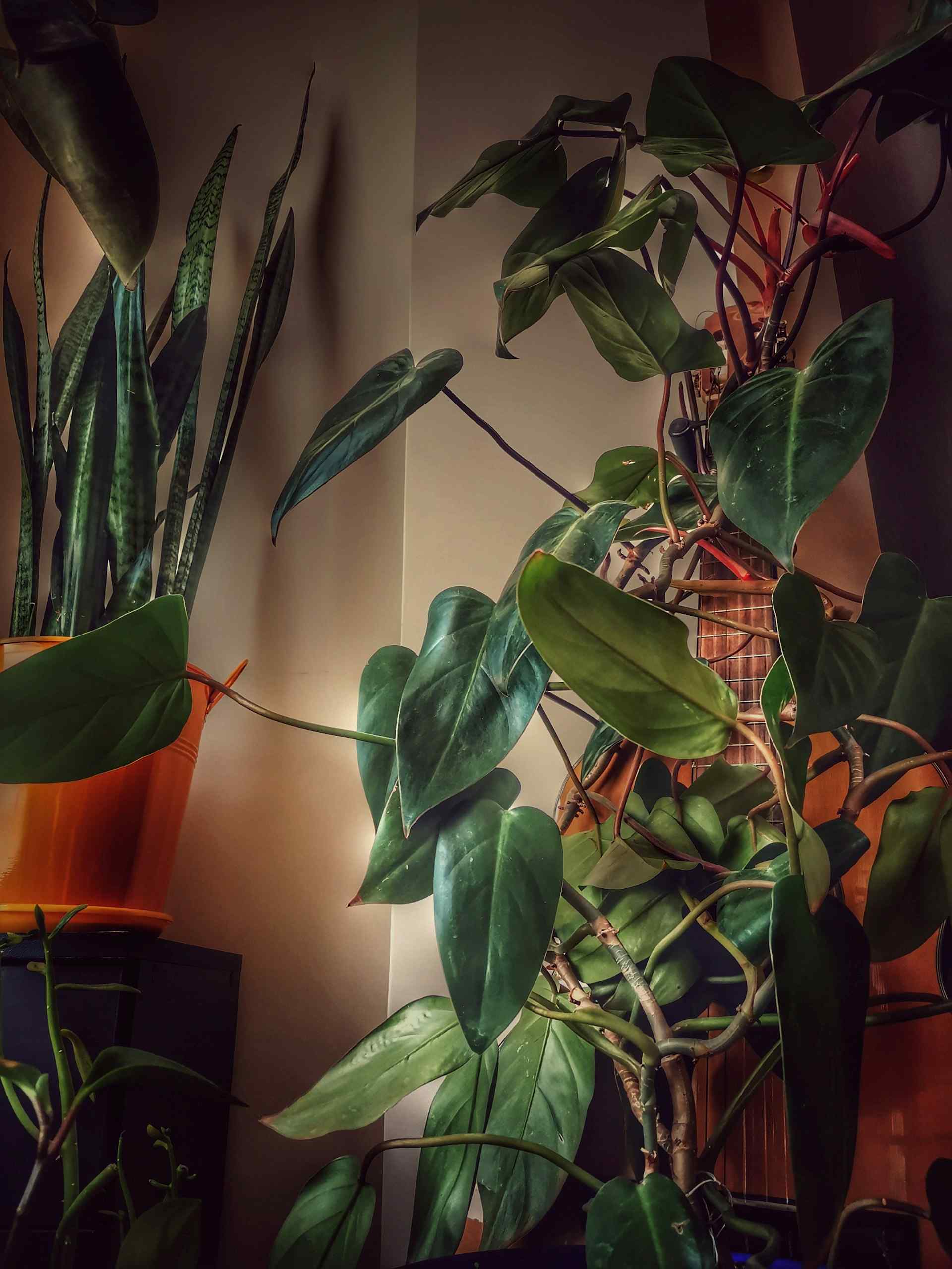 Ensure your light level.