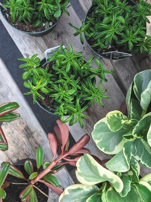 Some kitchen plants need low care.