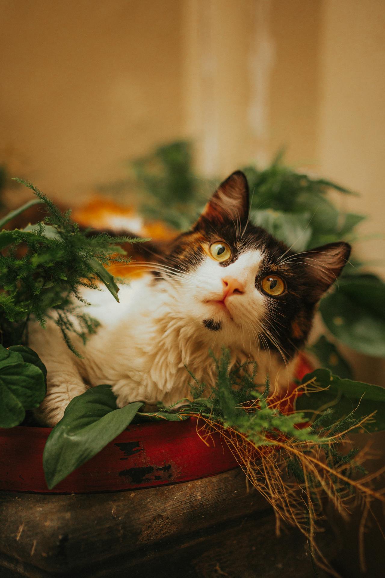 Cat friendly Indoor Garden safe for your cats play and add extra aesthetic.