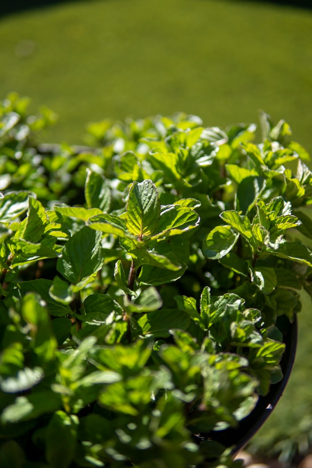 Mint Plants best for Salad Iteams.