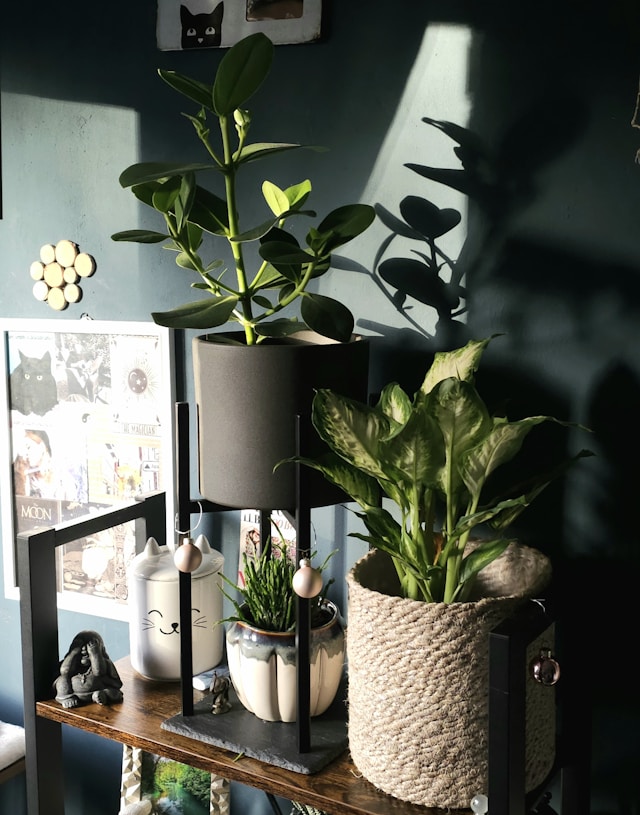 Some Indoor plants produce oxygen at night.