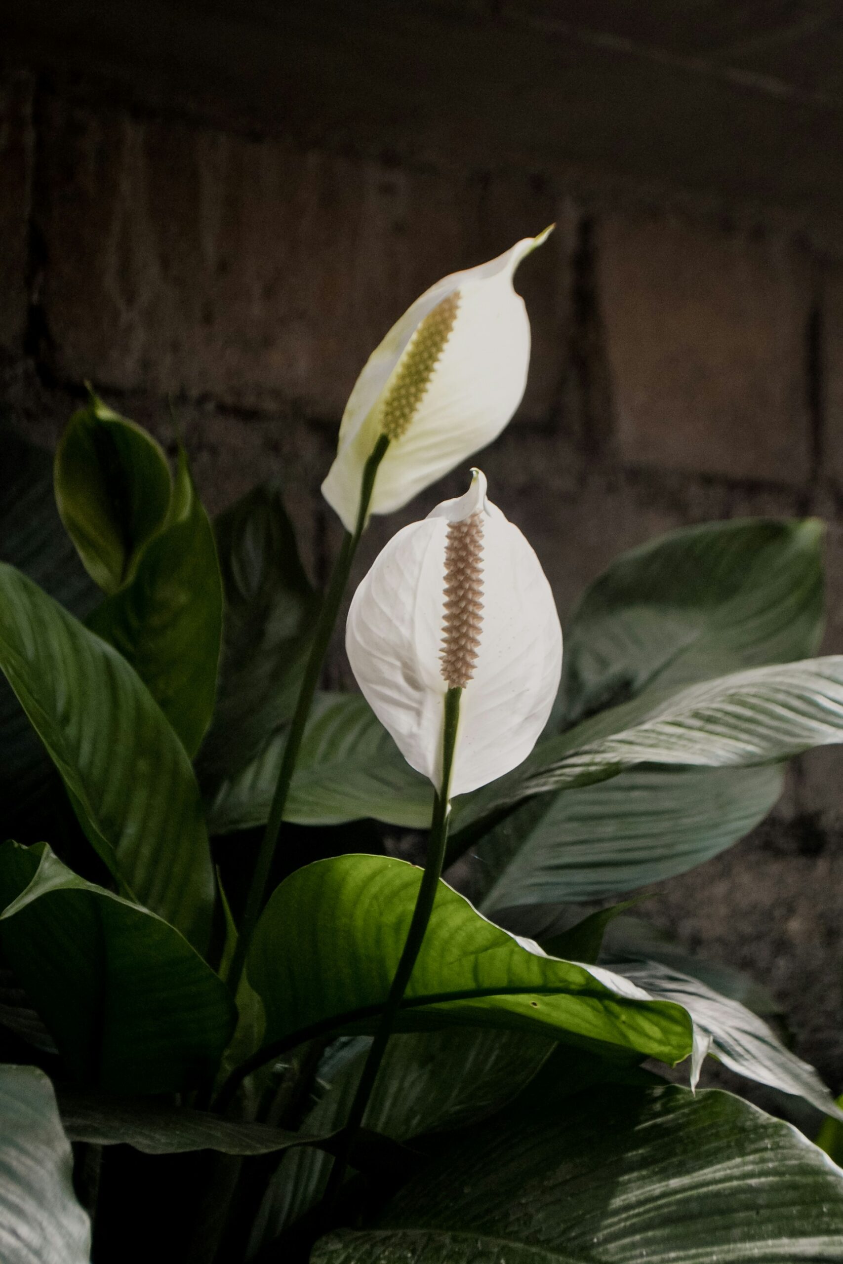 Peace lily best for air purify.