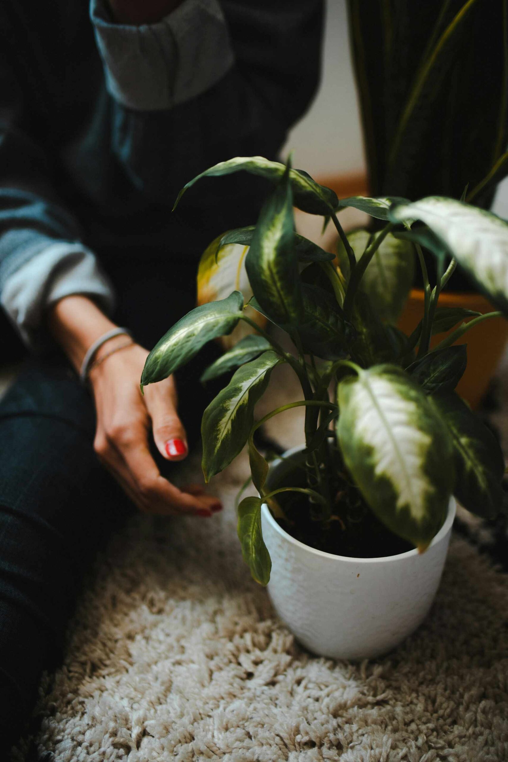 Touch of indoor plants can reduce anxiety.