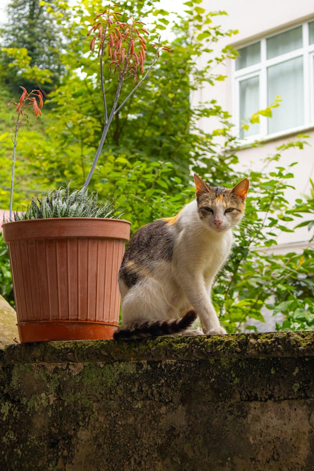 Cat friendly plants are safe for any cats.