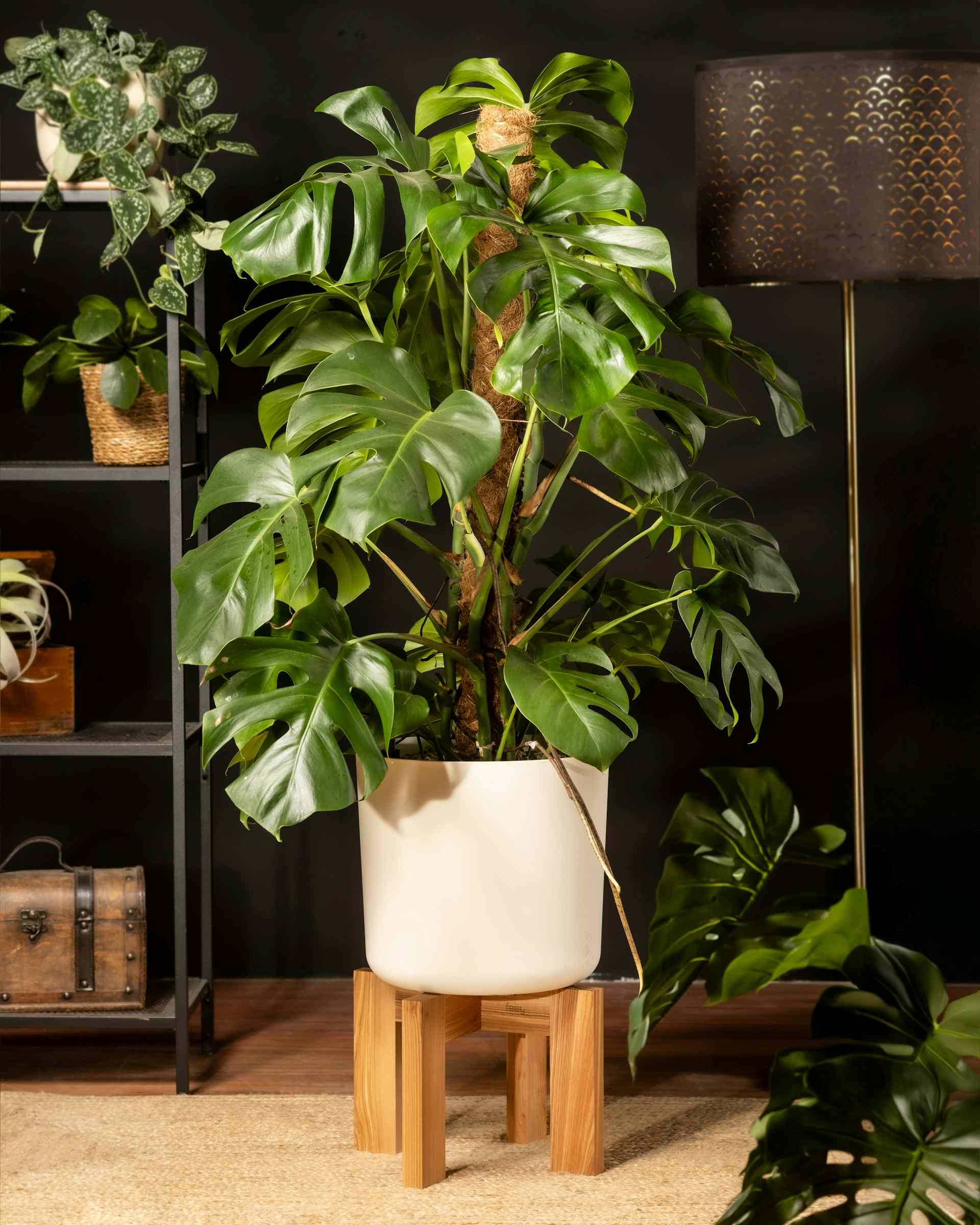 Long lasting plants survive any environment.