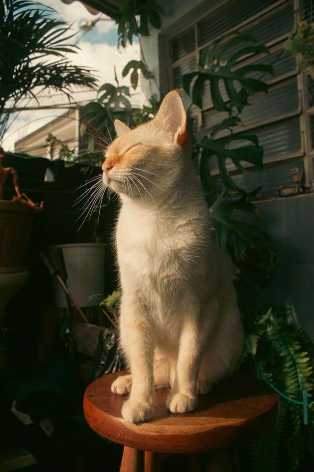 Safe places secure your cats.