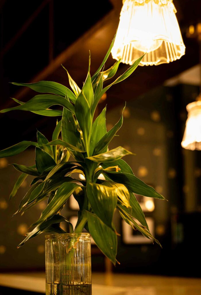 Artificial Light is Temperley solution to your plants.
