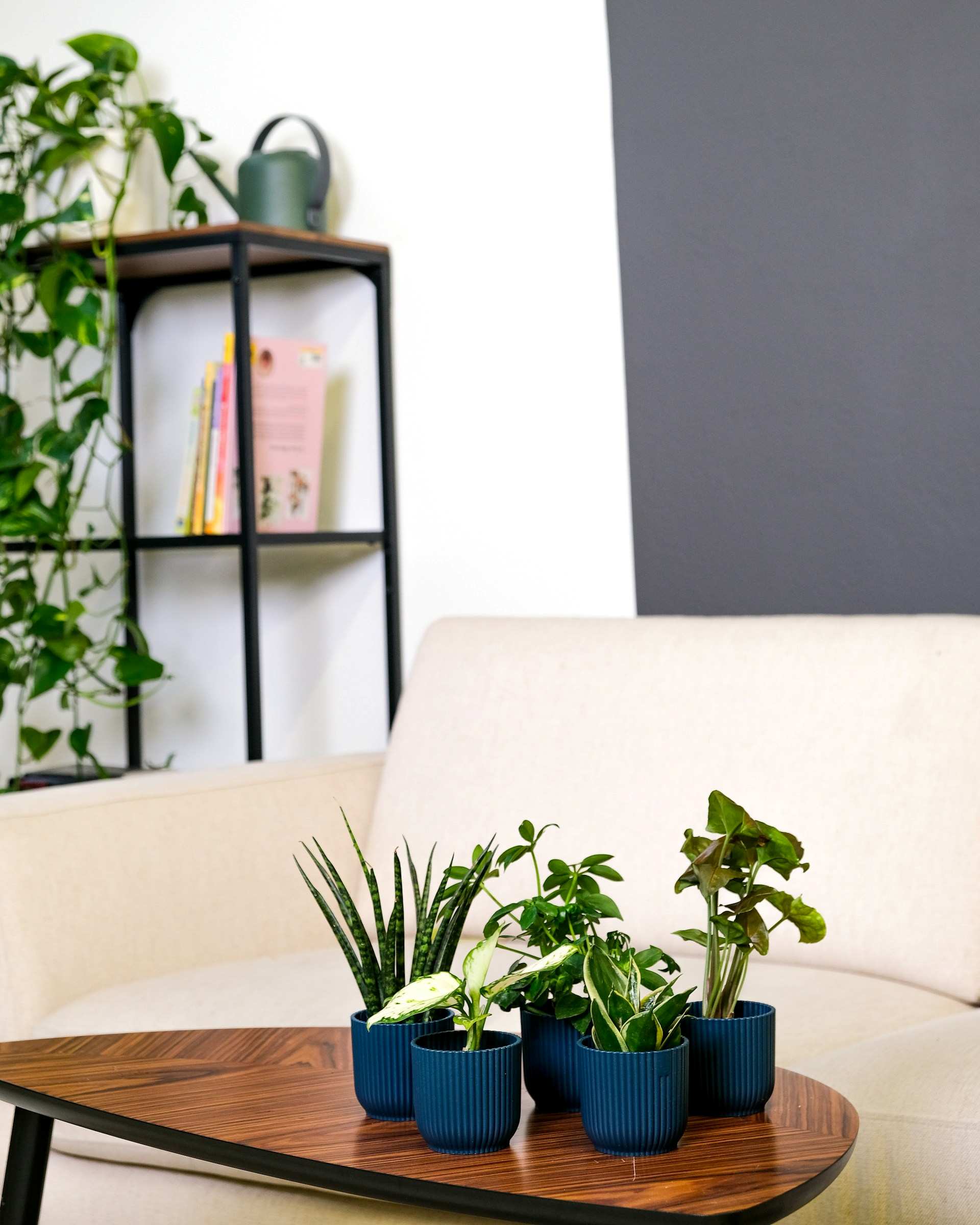 some plants are suitable for tabletop.