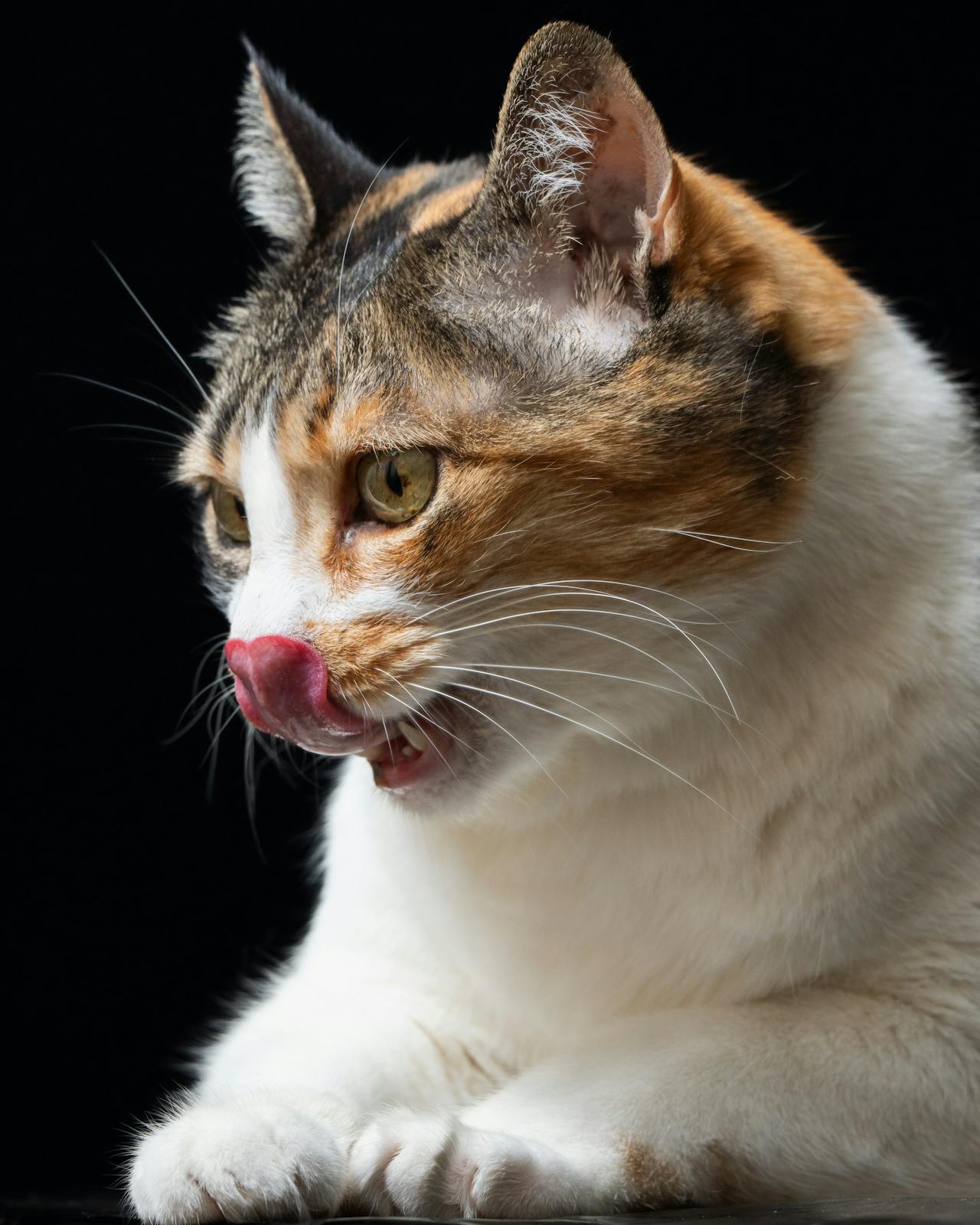 If you feel that your cat weak, you need to instant some action.