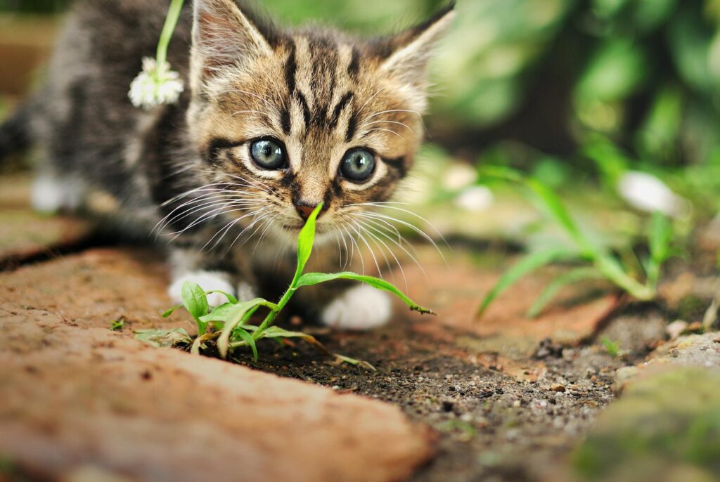 Some plants are safe for cats and others dangerous.