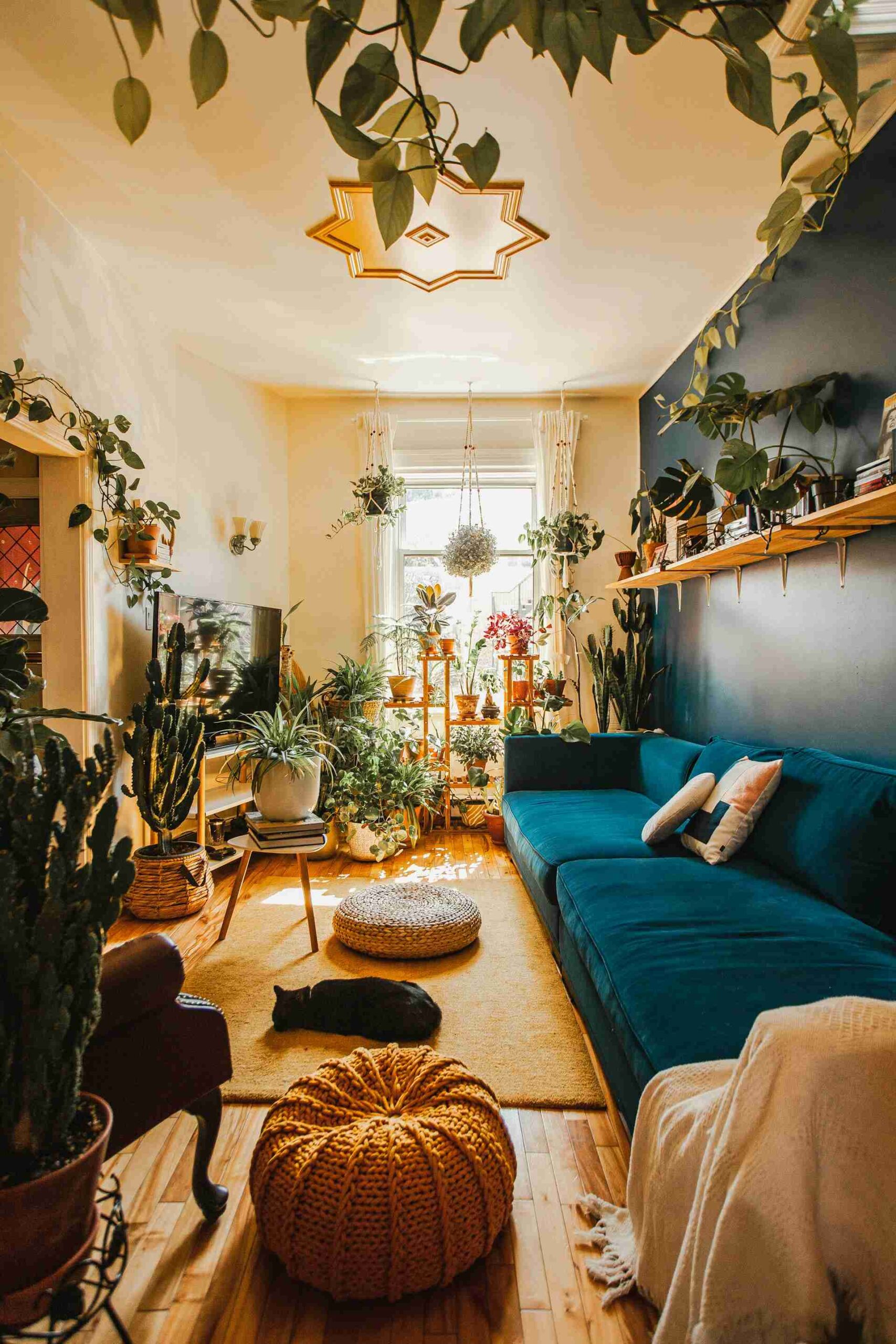 Some plants are best for living room.