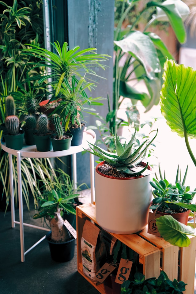 Some plants work as a air purifier.