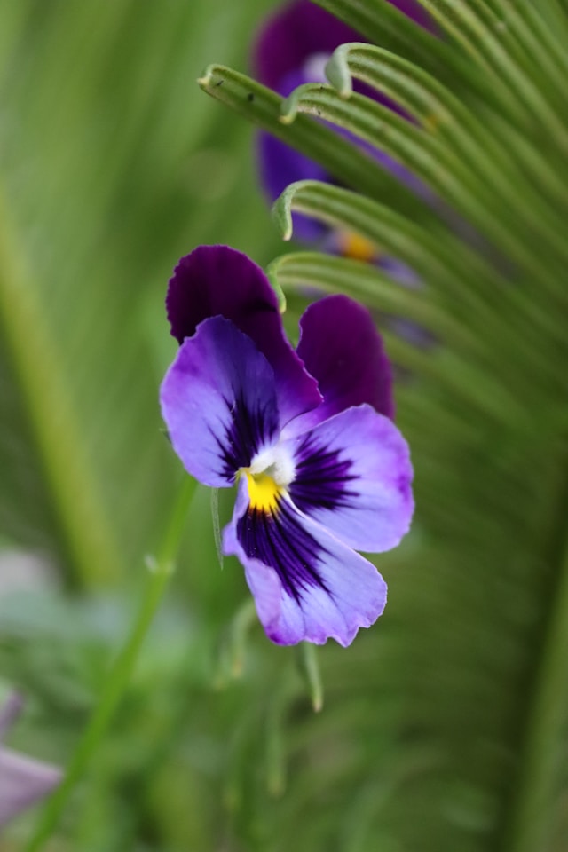 African violets trigger allergies.