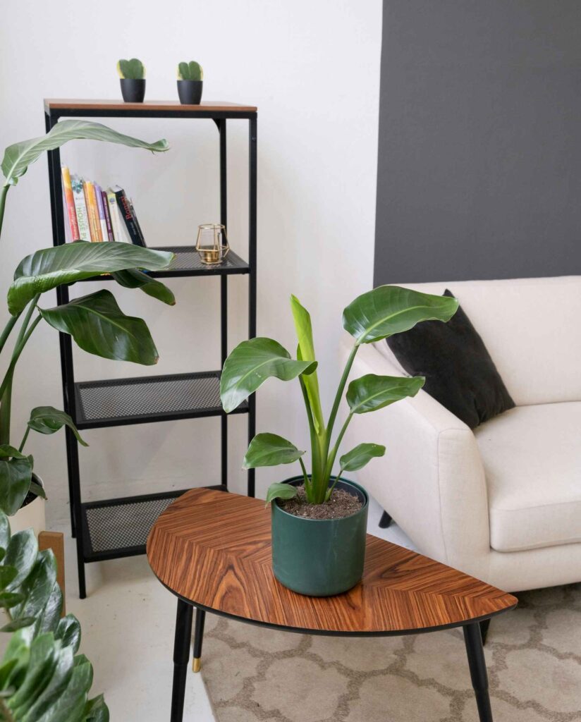 Indoor plants enhance humidity.