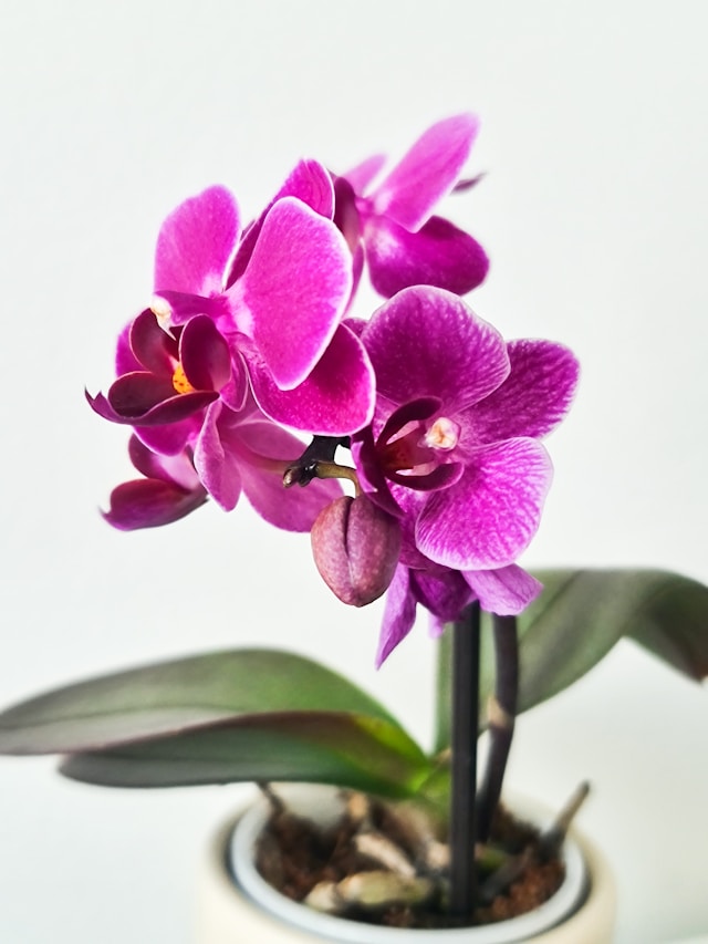 Although Orchids plants add extra aesthetic, Orchids can trigger allergies.