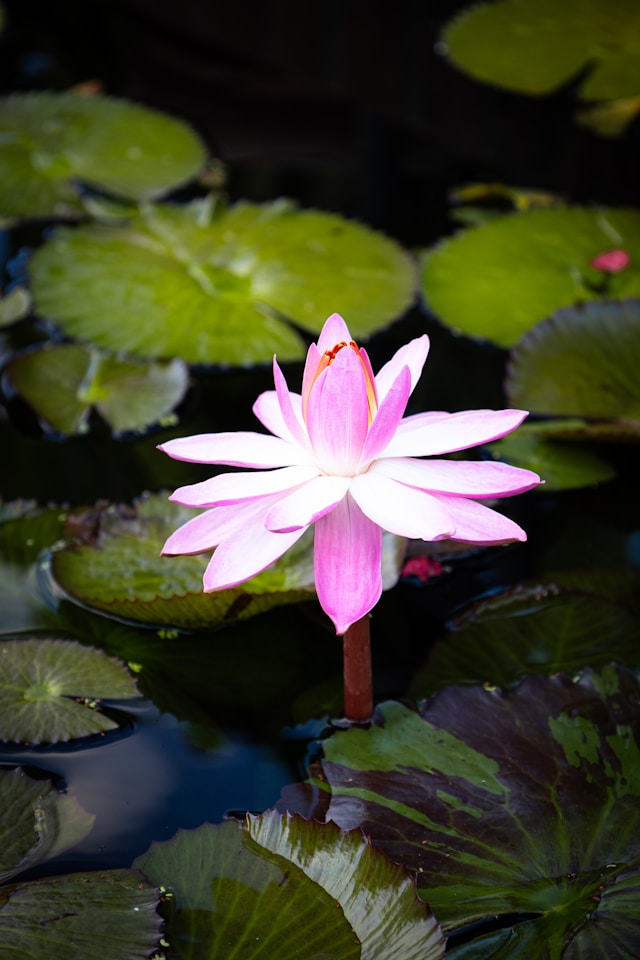Peace lilies plants increase your allergies problem.