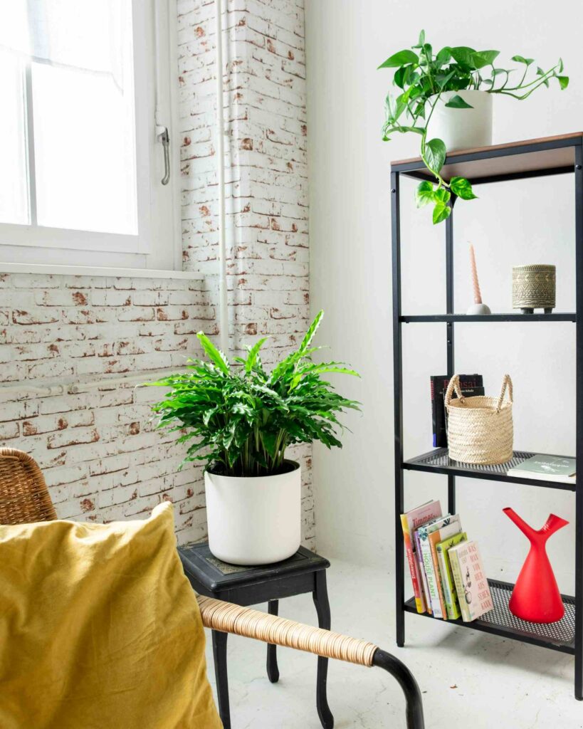 Some plants amazing for office corner.