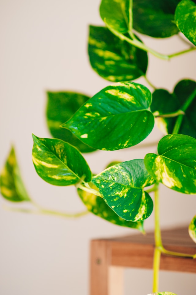 Pothos plants cause allergies.
