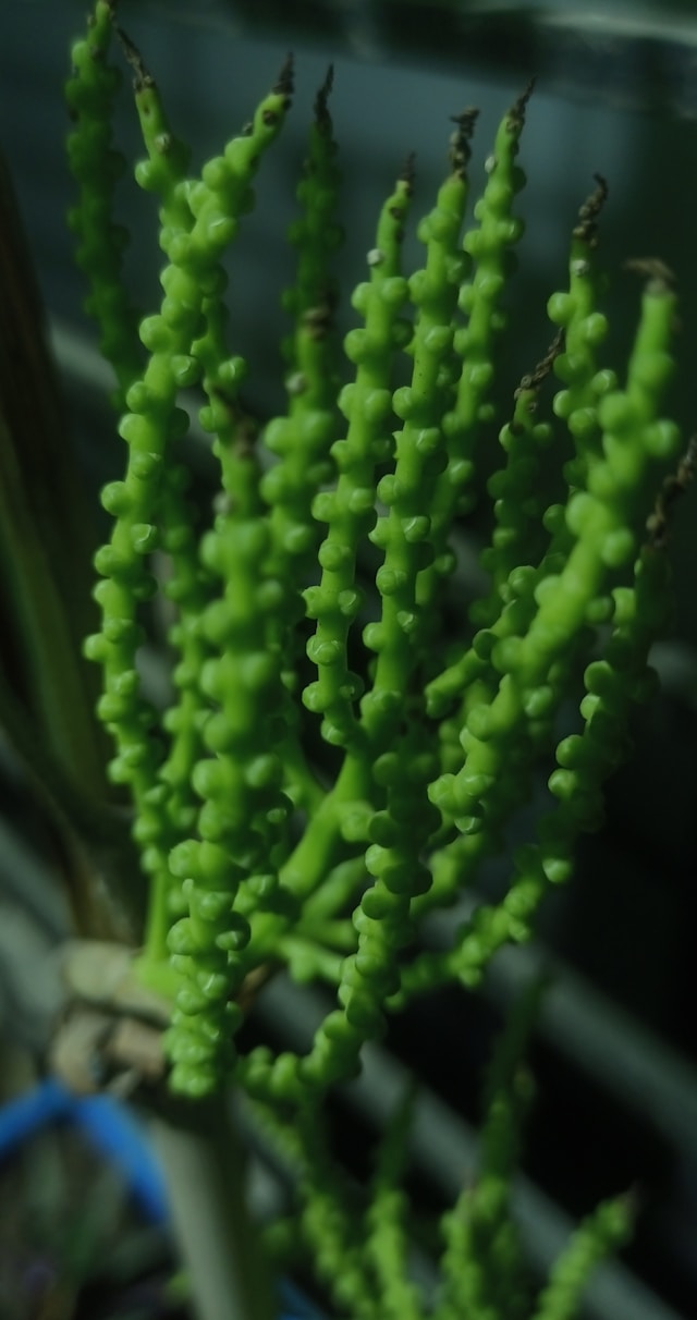 Hypoallergenic plants reduce allergic problem.