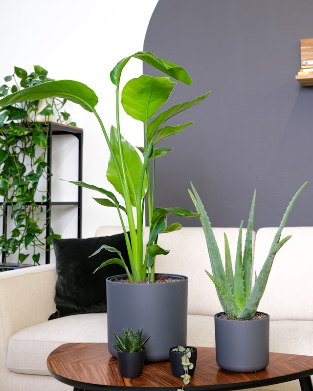Indoor plant have lot of benefits.