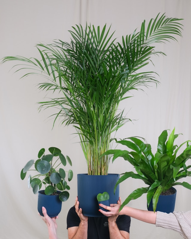 Some types of indoor plants are more responsible for trigger allergies.