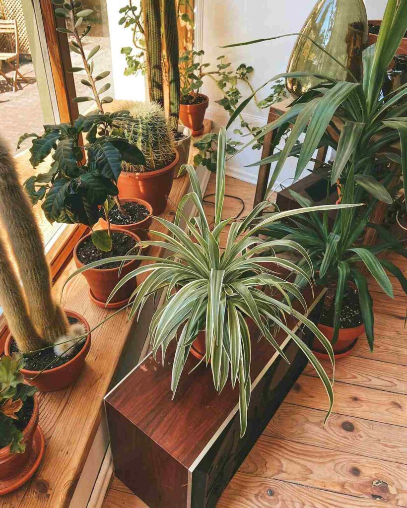 Some smart display of your plant in balcony looks like a small garden.