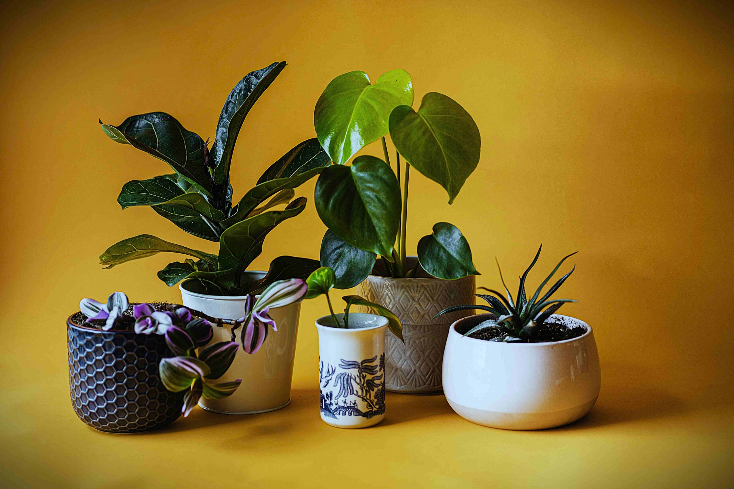 Low light indoor plants don't need heavy care.