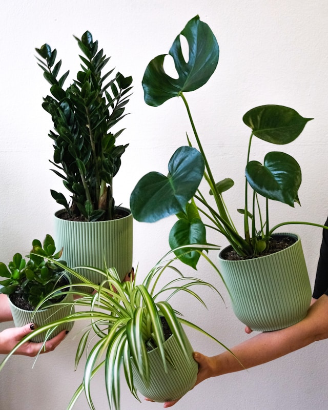 Indoor plants transfer outdoor safely most important part.