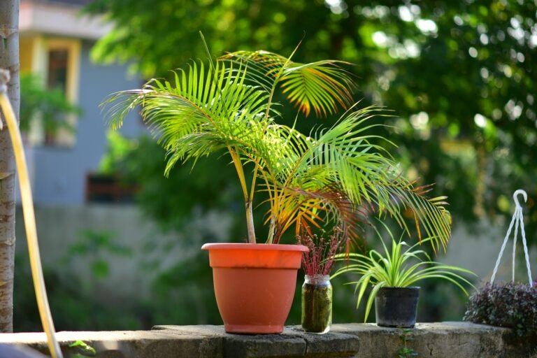 Indoor Plants Move Outside in Summer?
