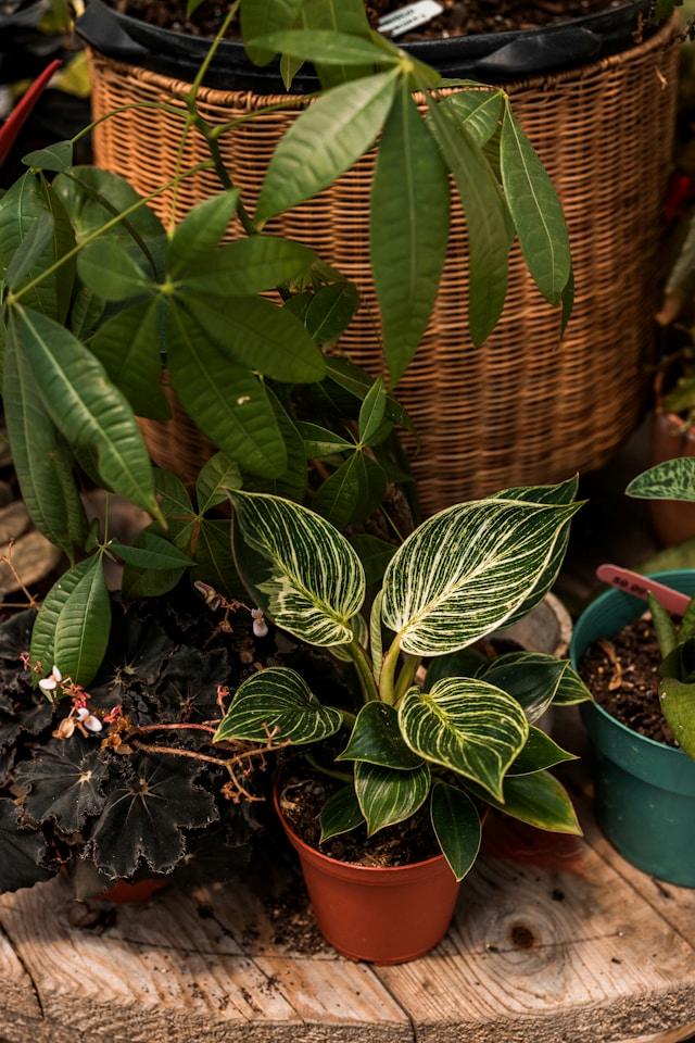 Prayer plants easy to care for beginner.