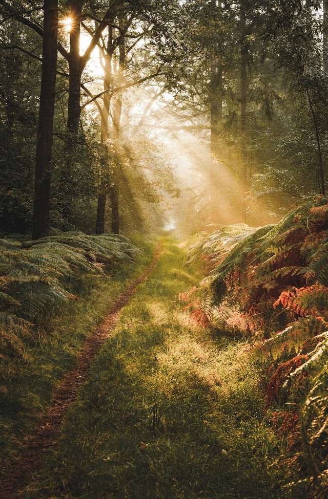 Sunlight important for balcony plants.