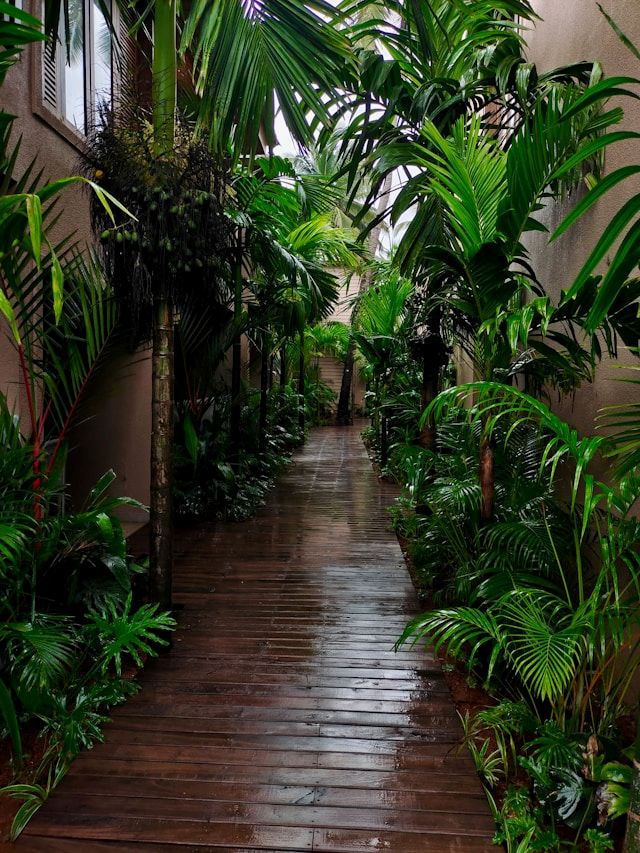 Some plants are best to handle outdoor in summer.