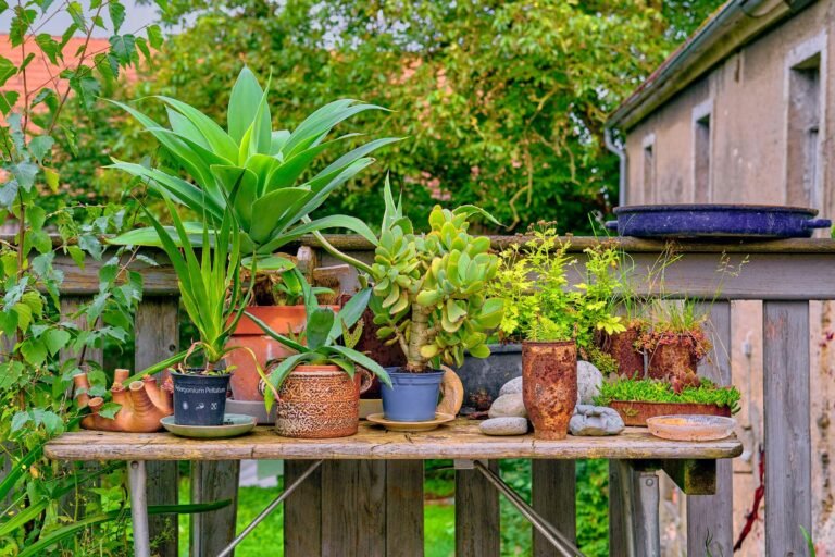 Top 10 Indoor Plants to Grow in Direct Sunlight