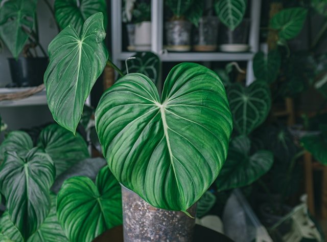 Plants Gallery 2