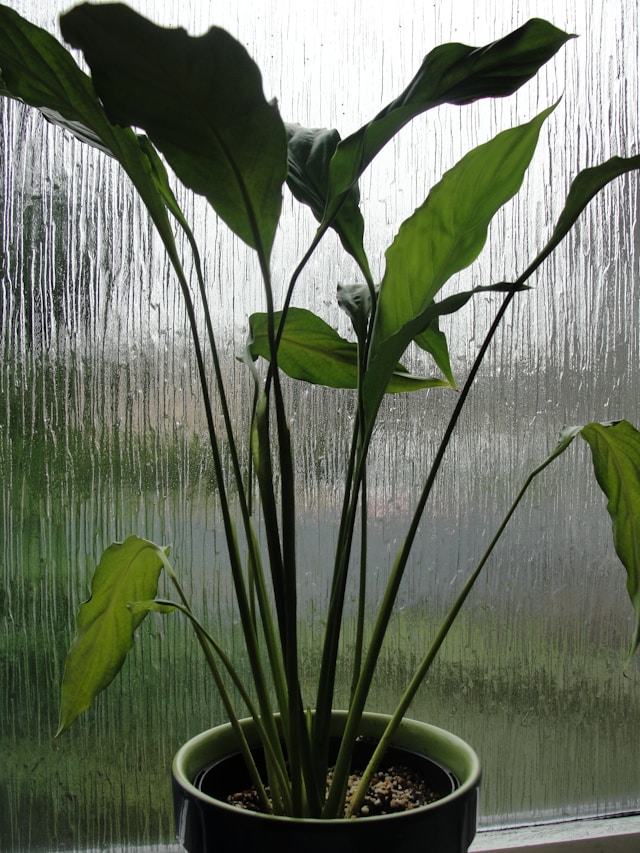 Cast iron plants good for busy person.