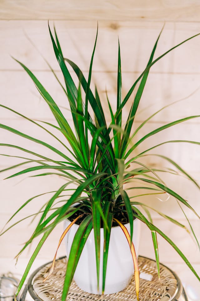 Dracaena plants pretty for home decor.