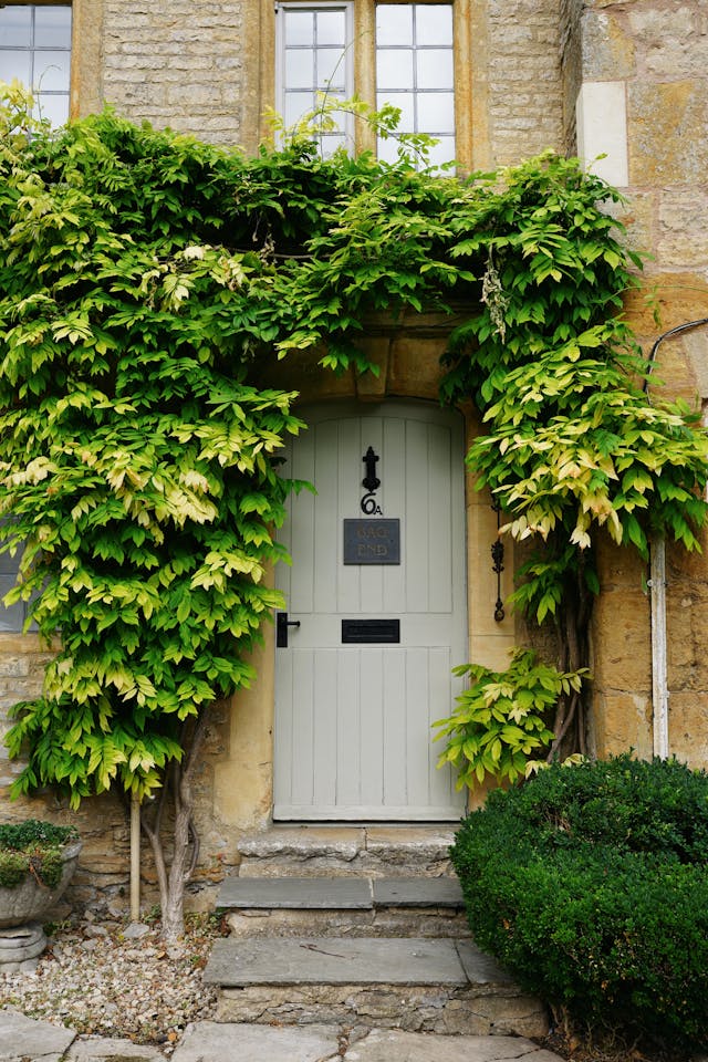 English Ivy Amazing for welcome door.