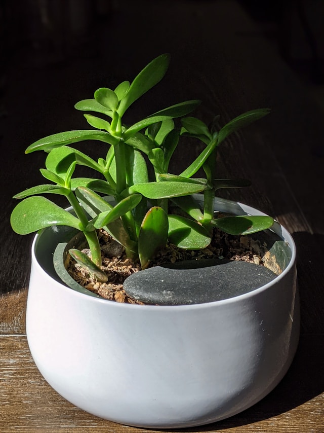 Indoor Plants best for mental health.