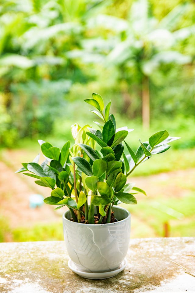 ZZ plants easy for low maintenance.